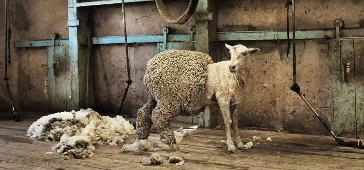 Is 100 Merino Wool Itchy